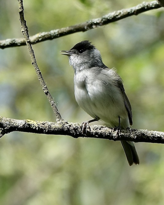 blackcap